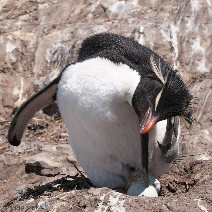 Rockhopper - Geelkuifpingun - Eudyptes chrysocome