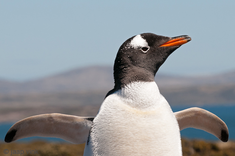 Gentoo Penguin - Ezelspingun - Pygoscelis papua