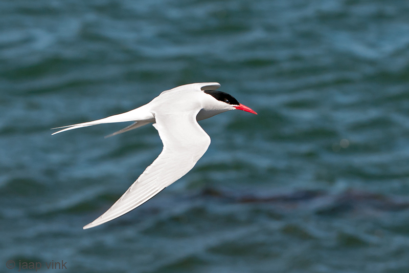 South American Tern - Zuidamerikaanse Visdief - Sterna hirundinacea