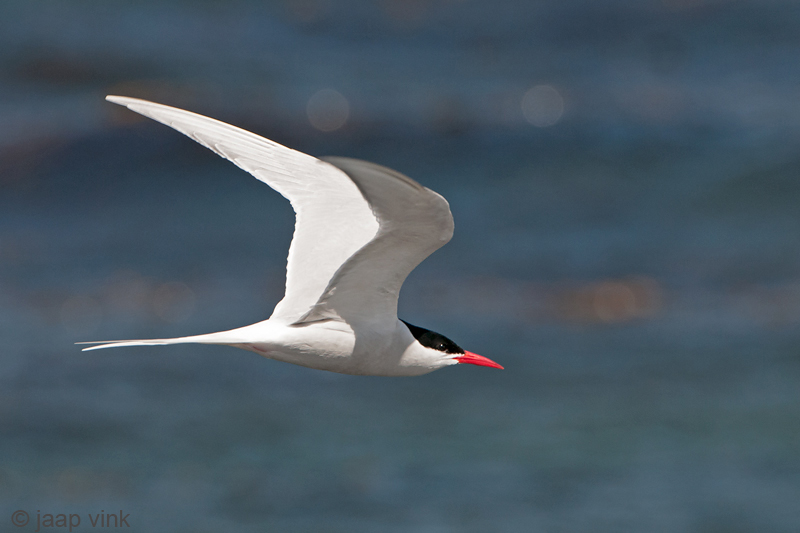 South American Tern - Zuidamerikaanse Visdief - Sterna hirundinacea