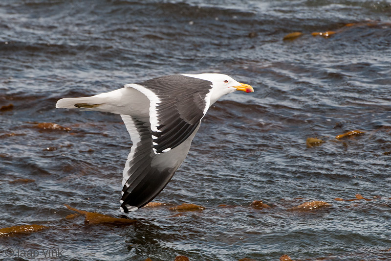 Kelp Gull - Kelpmeeuw - Larus dominicanus