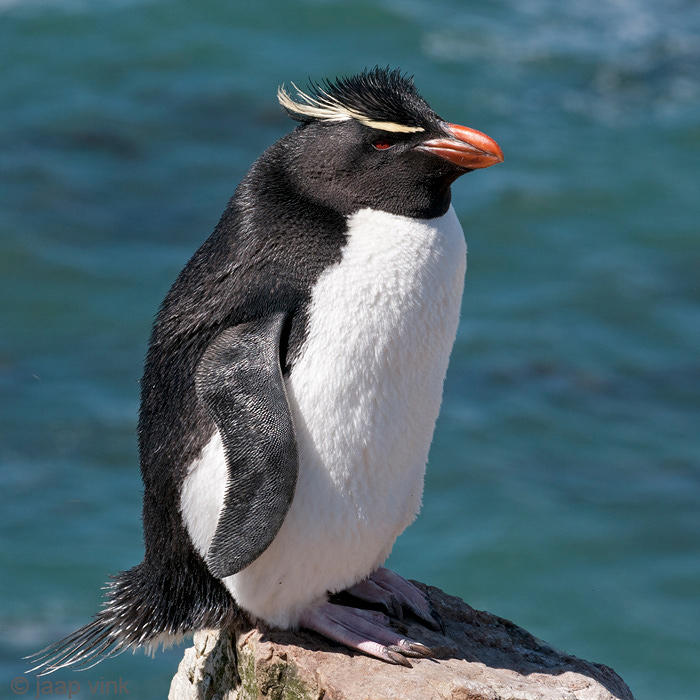 Rockhopper - Geelkuifpingun - Eudyptes chrysocome