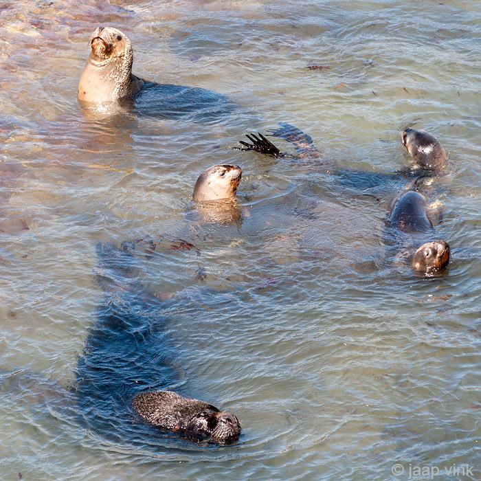 South American Sea Lion - Manenrob - Otaria flavescens