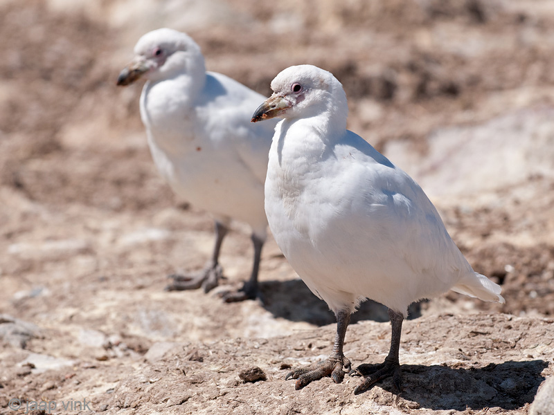 Snowy Sheathbill - Zuidpoolkip - Chionis albus