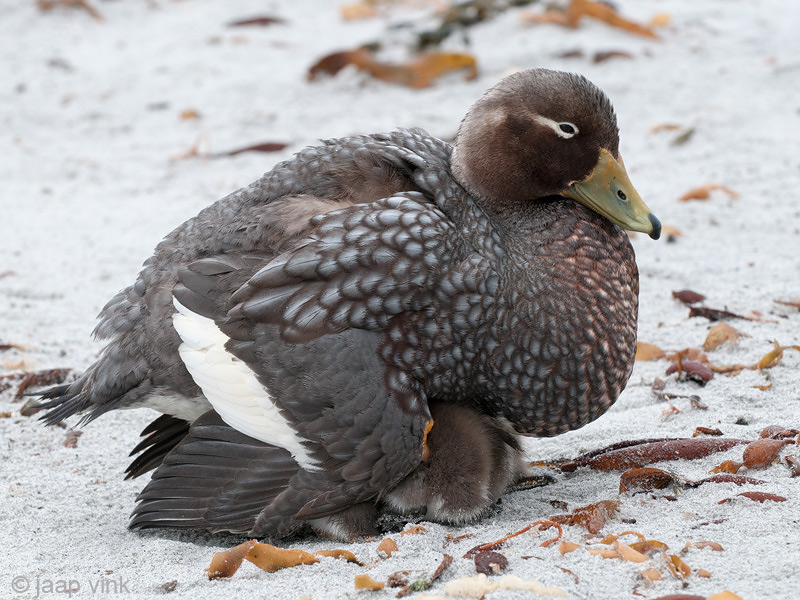 Falkland Steamer Duck - Falkland-booteend - Tachyeres brachypterus