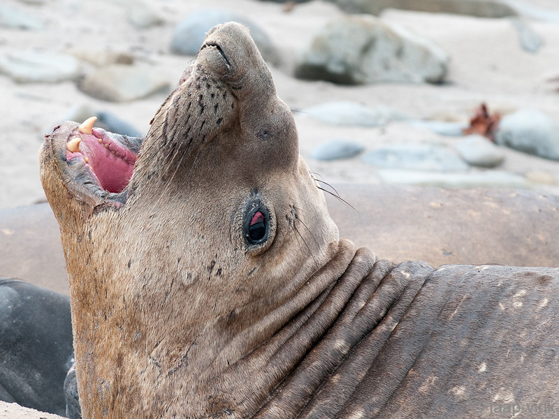 Southern Elephant Seal - Zeeolifant - Mirounga leonina