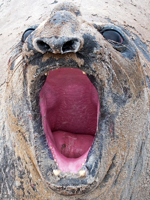 Southern Elephant Seal - Zeeolifant - Mirounga leonina