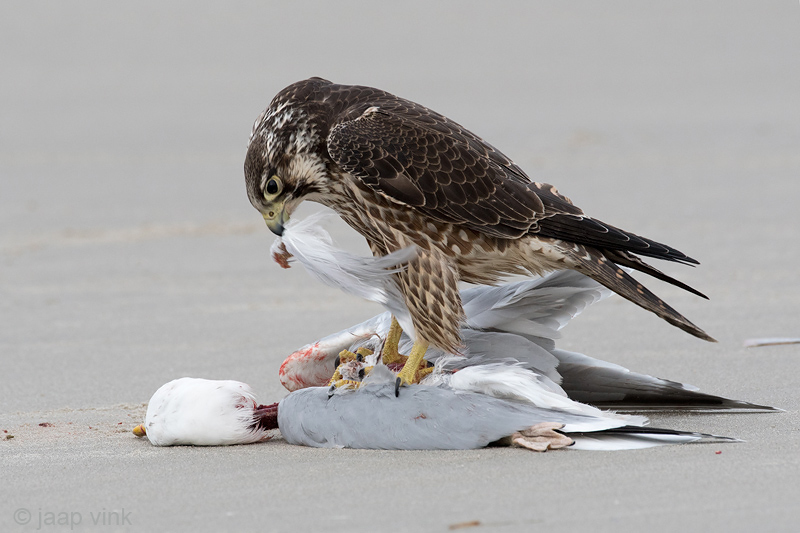 Peregrine - Slechtvalk - Falco peregrinus
