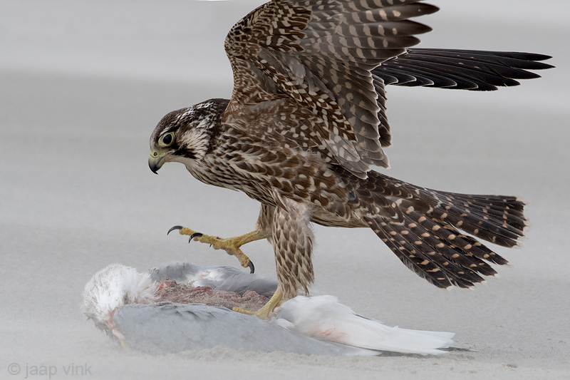 Peregrine - Slechtvalk - Falco peregrinus