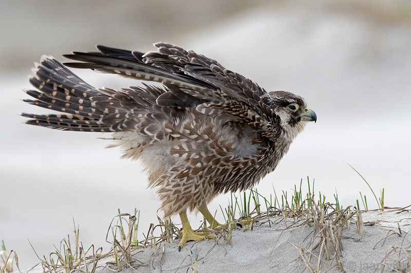 Peregrine - Slechtvalk - Falco peregrinus
