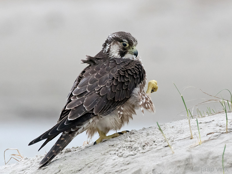 Peregrine - Slechtvalk - Falco peregrinus