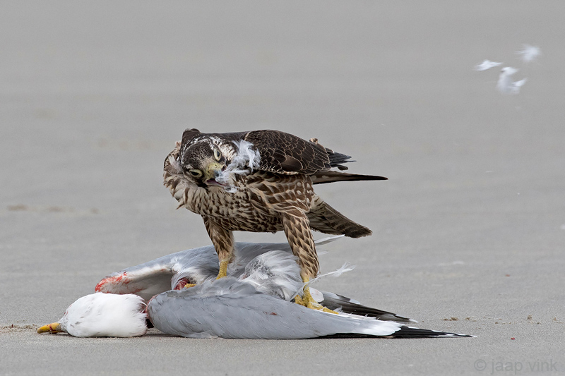 Peregrine - Slechtvalk - Falco peregrinus