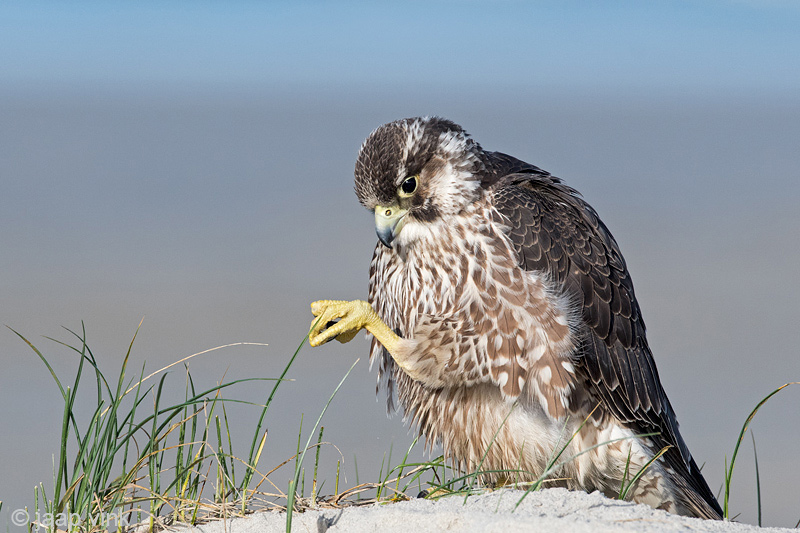 Peregrine - Slechtvalk - Falco peregrinus