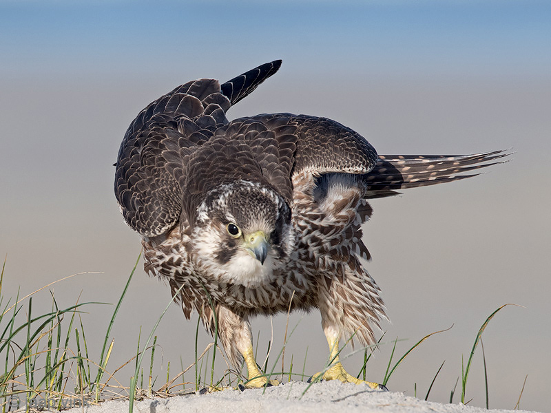 Peregrine - Slechtvalk - Falco peregrinus