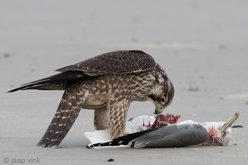 Peregrine - Slechtvalk - Falco peregrinus