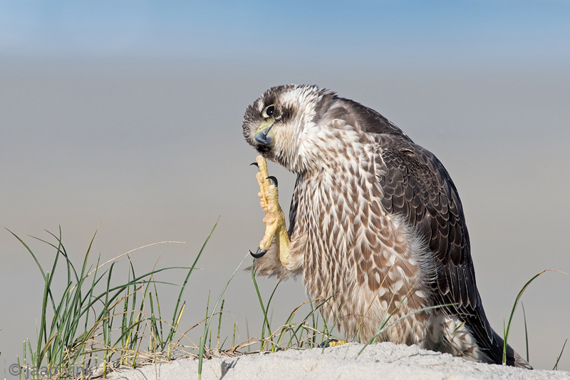 Peregrine - Slechtvalk - Falco peregrinus