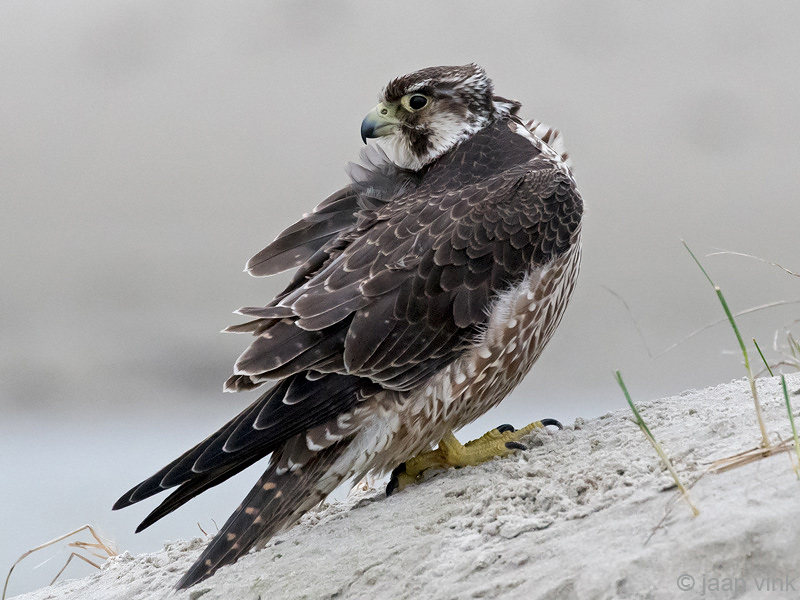 Peregrine - Slechtvalk - Falco peregrinus