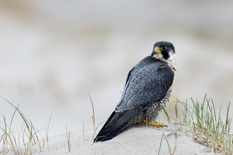 Peregrine - Slechtvalk - Falco peregrinus