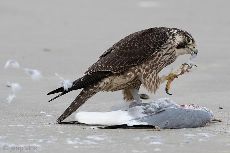 Peregrine - Slechtvalk - Falco peregrinus