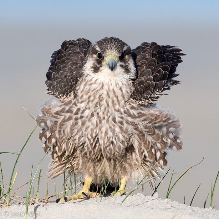 Peregrine - Slechtvalk - Falco peregrinus