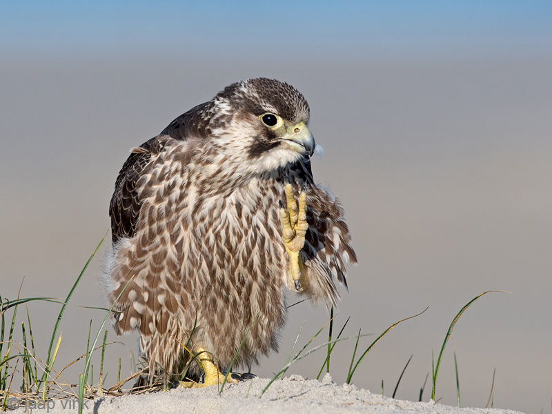 Peregrine - Slechtvalk - Falco peregrinus