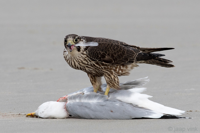 Peregrine - Slechtvalk - Falco peregrinus