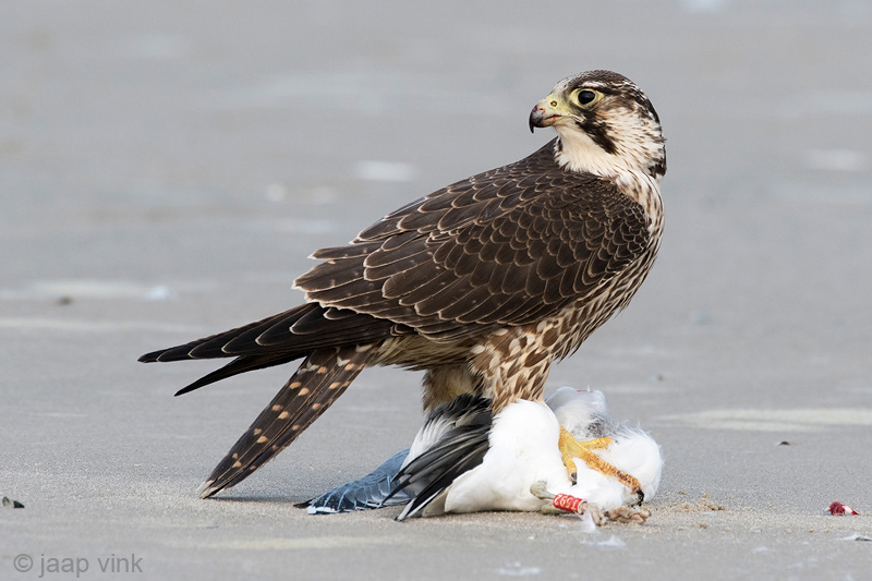 Peregrine - Slechtvalk - Falco peregrinus