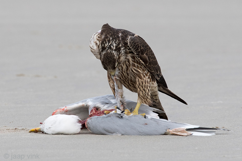Peregrine - Slechtvalk - Falco peregrinus