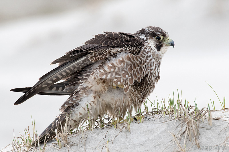 Peregrine - Slechtvalk - Falco peregrinus