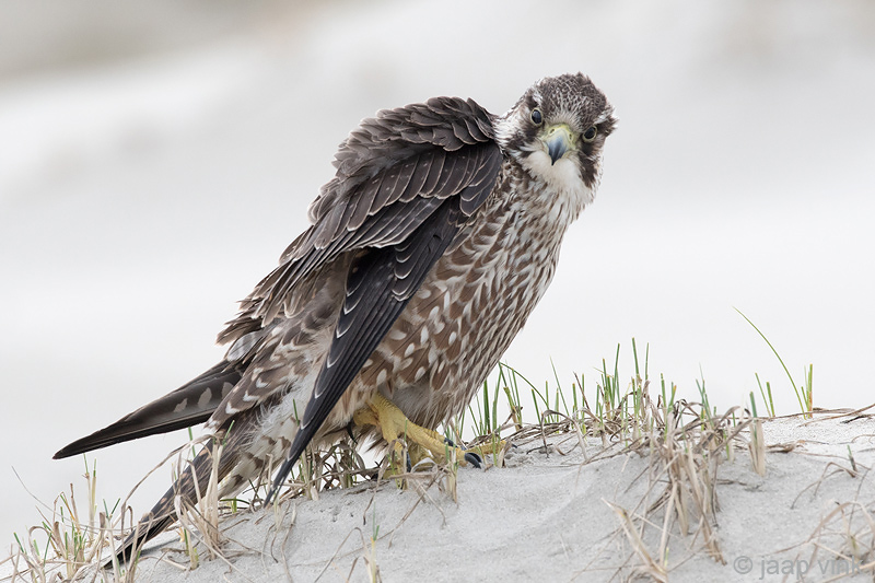 Peregrine - Slechtvalk - Falco peregrinus