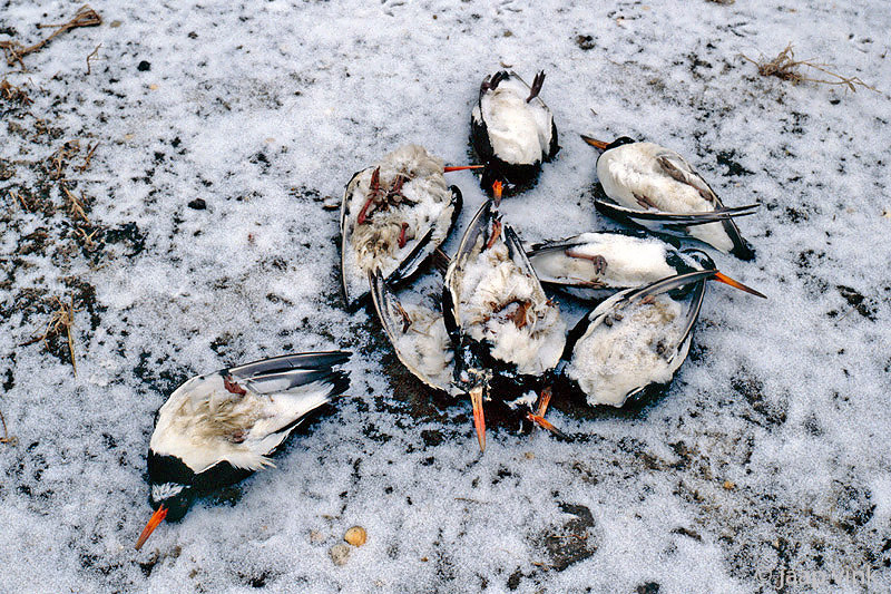 Eurasian Oystercatcher - Scholekster - Haematopus ostralegus