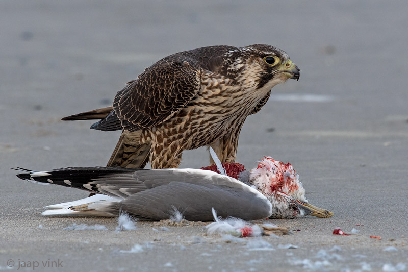Peregrine - Slechtvalk - Falco peregrinus