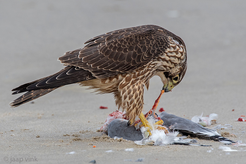 DSC_4263pix.jpg