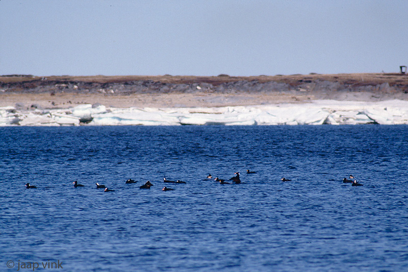 Surf Scoter - Brilzeeend - Melanitta perspicillata