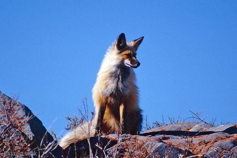 Red Fox - Vos - Vulpes vulpes
