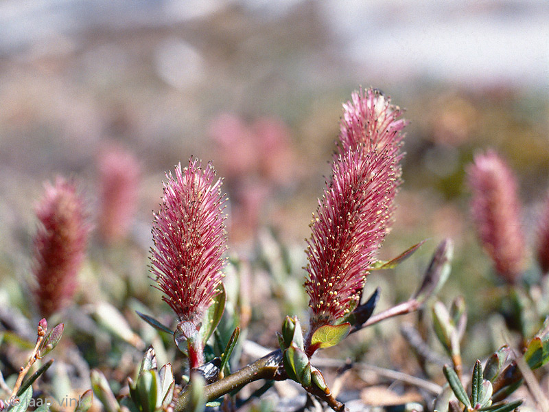 Arctic Willow - Poolwilg - Salix arctica