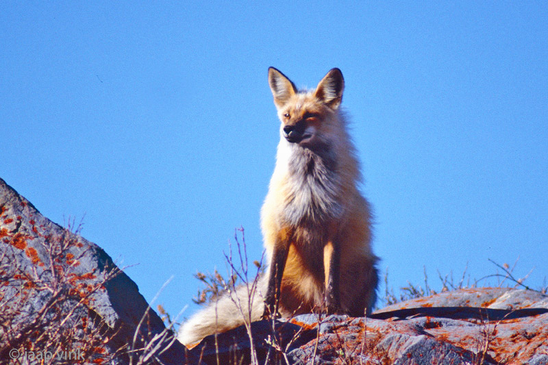 Red Fox - Vos - Vulpes vulpes