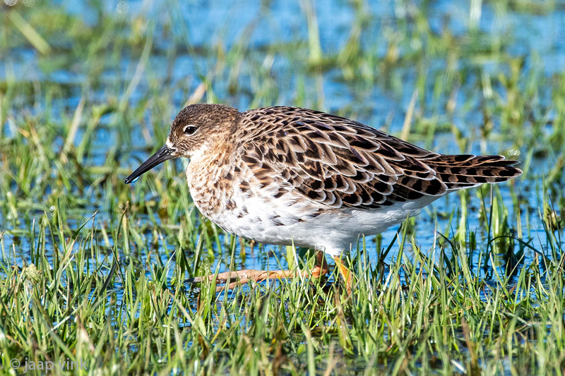 Ruff - Kemphaan - Calidris pugnax