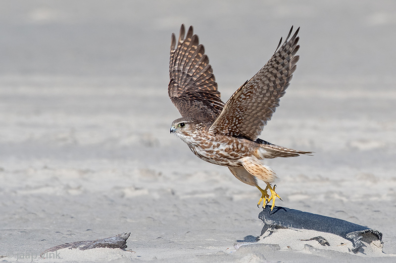 Merlin - Smelleken - Falco columbarius