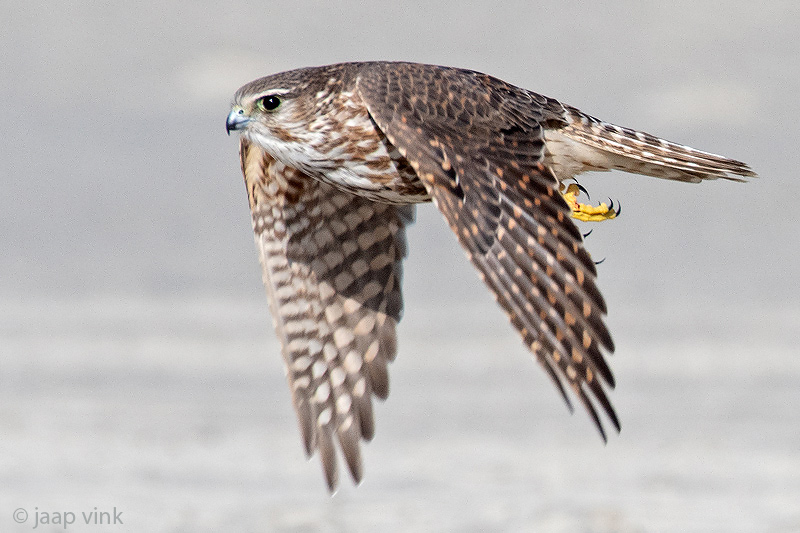 Merlin - Smelleken - Falco columbarius