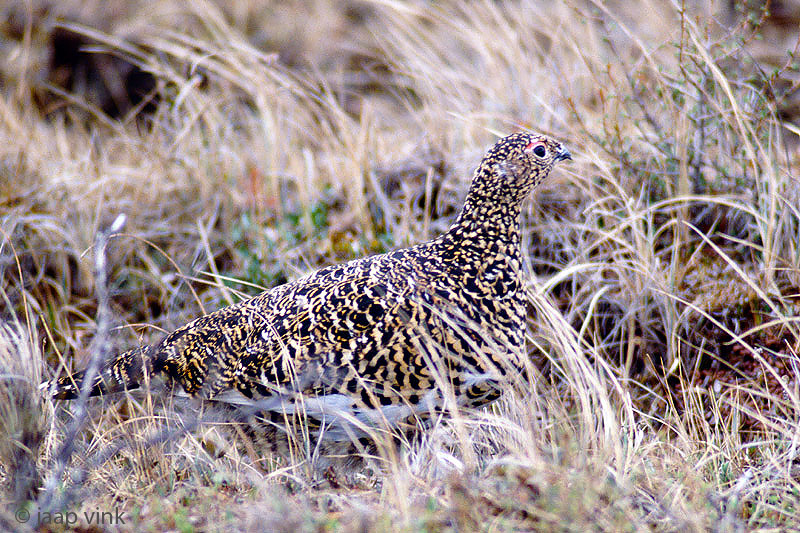 Willow Ptarmigan - Moerassneeuwhoen - Lagopus lagopus