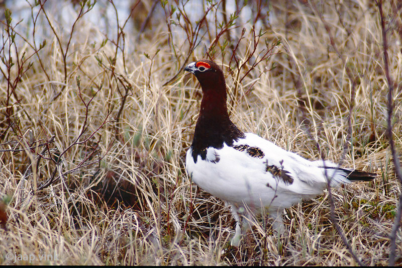 Willow Ptarmigan - Moerassneeuwhoen - Lagopus lagopus