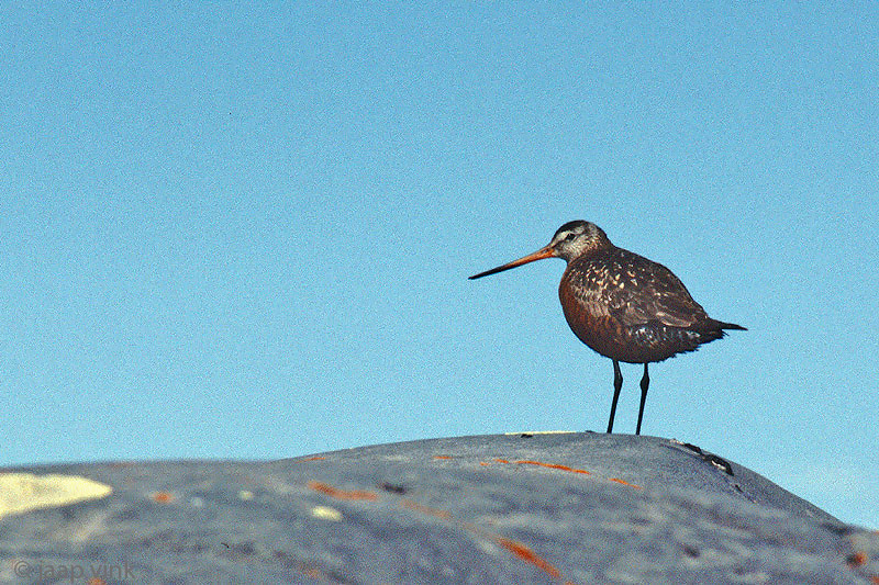 Hudsonian Godwit - Rode Grutto - Limosa haemastica