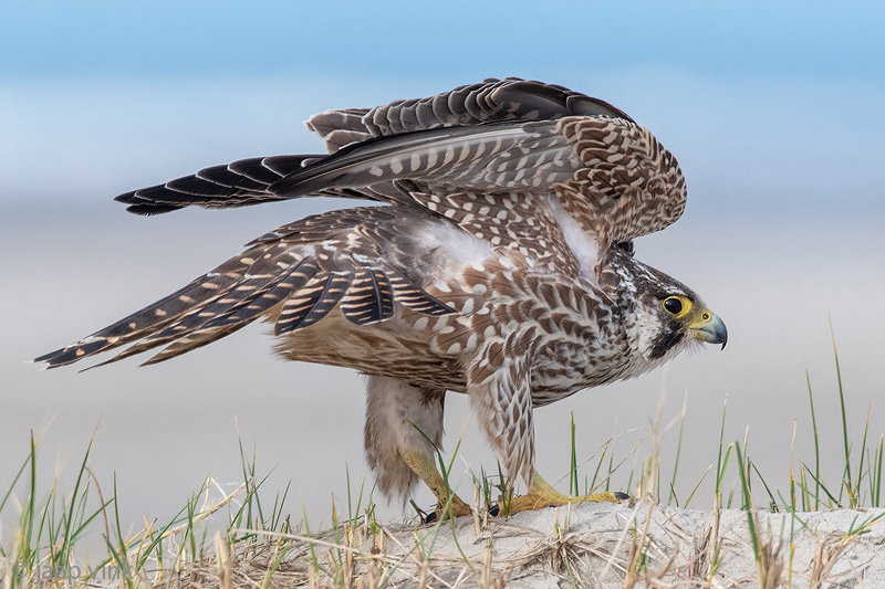 Peregrine - Slechtvalk - Falco peregrinus