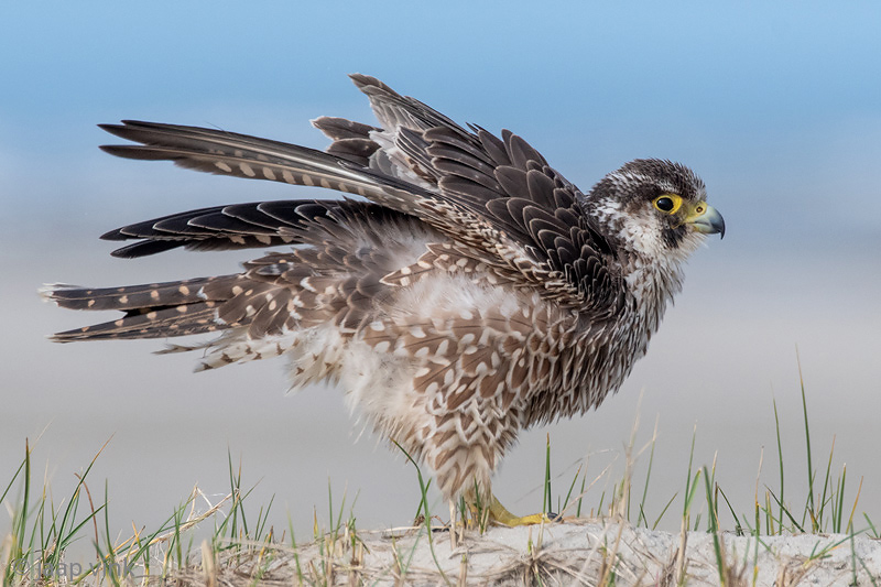 Peregrine - Slechtvalk - Falco peregrinus