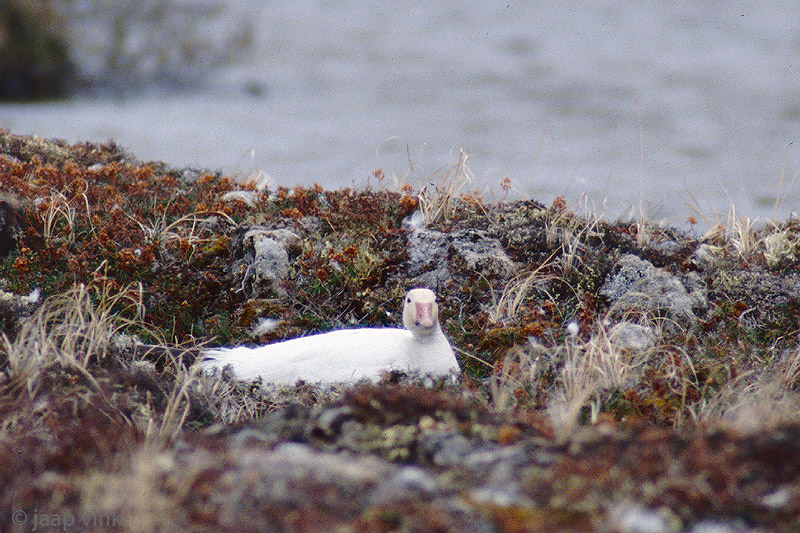 Snow Goose - Sneeuwgans - Chen caerulescens