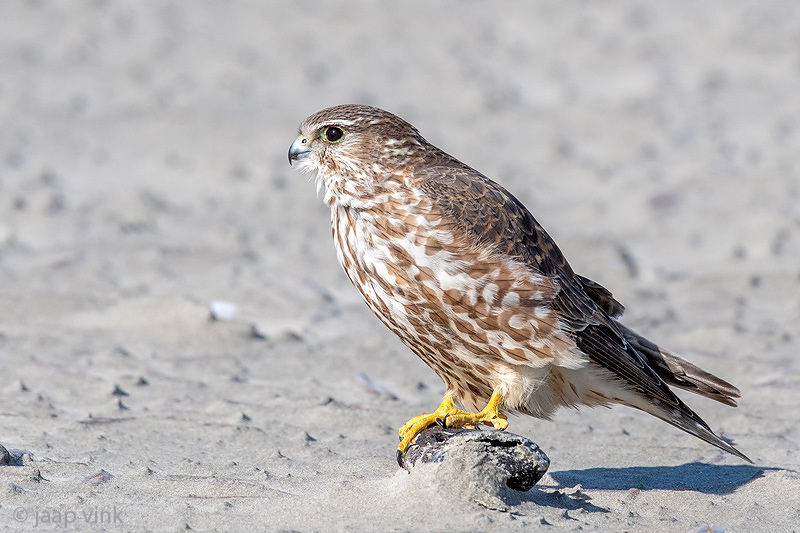 Merlin - Smelleken -  - Smelleken - Falco columbarius