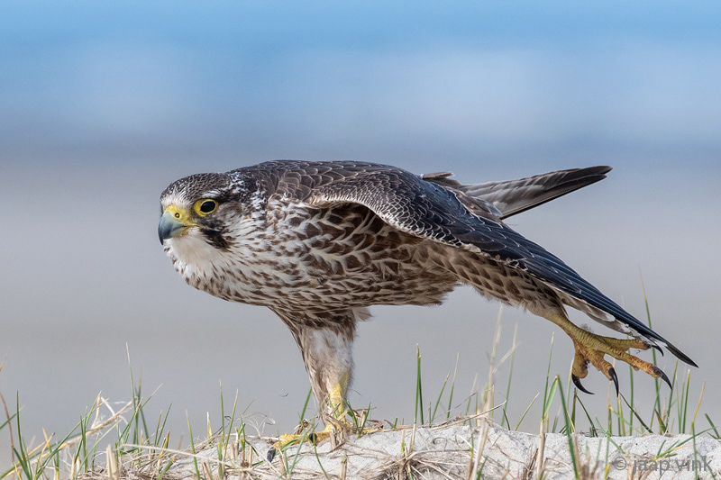 Peregrine - Slechtvalk - Falco peregrinus