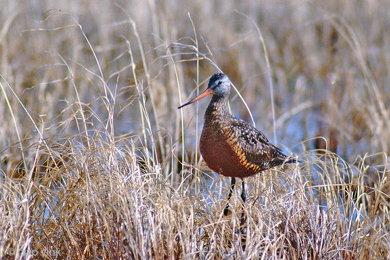 Hudsonian Godwit - Rode Grutto - Limosa haemastica