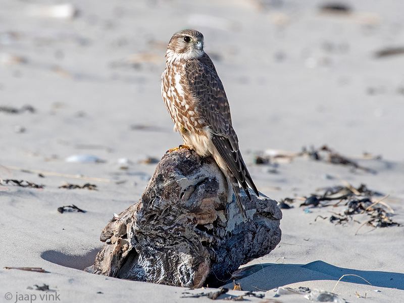Merlin - Smelleken - Falco columbarius
